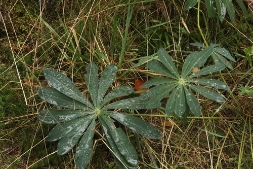 Lupinus observed 2026-10-28