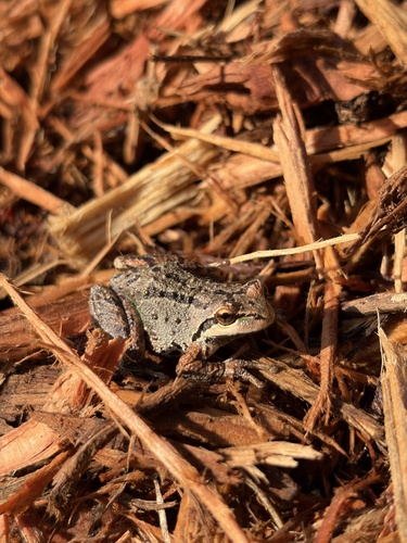 Pseudacris regilla observed 2026-10-28
