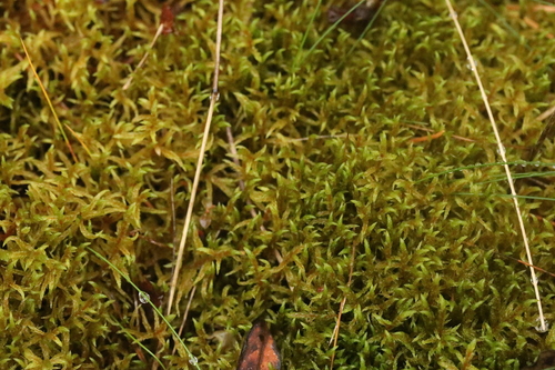 Pleurozium schreberi observed 2026-10-28