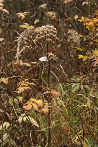 Angelica sylvestris observed 2026-10-28