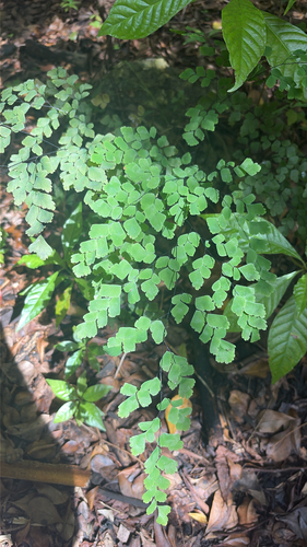 Adiantum observed 2026-10-28