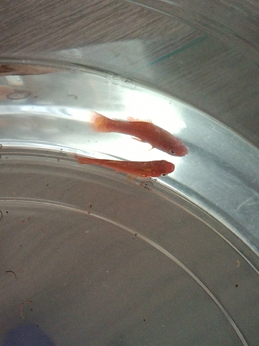 Poecilia reticulata observed 2026-10-28