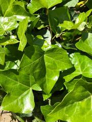 Hedera helix