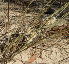 Lomandra leucocephala