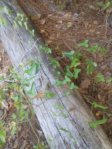 Smilax observed 2026-10-28