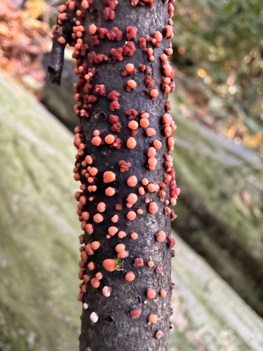 Nectria observed 2026-10-28
