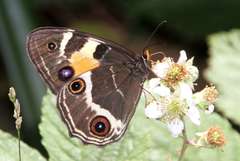 Tisiphone abeona albifascia