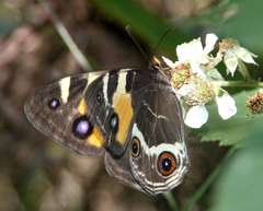 Tisiphone abeona albifascia
