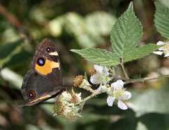 Tisiphone abeona albifascia
