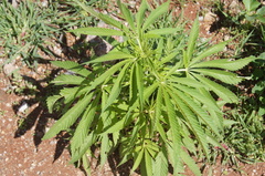 Cannabis sativa