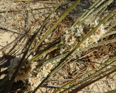 Lomandra leucocephala