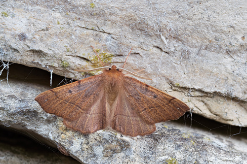 Pennaria observed 2026-10-28