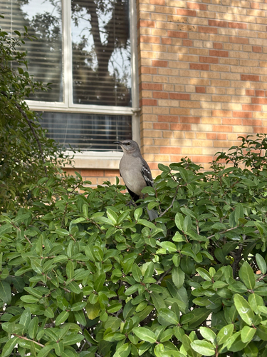 Mimus polyglottos observed 2026-10-28