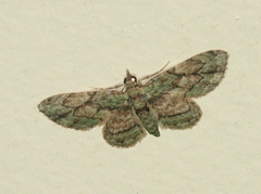 Gymnoscelis chlorobapta