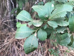 Alectryon subdentatus