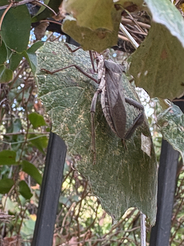 Acanthocephala observed 2026-10-28