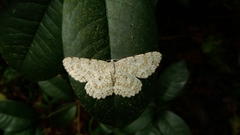 Catoria sublavaria