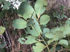 Alectryon subdentatus