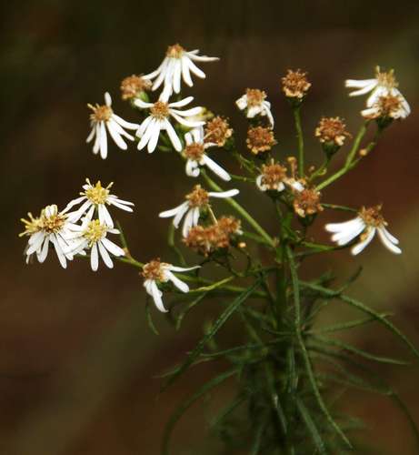 Image of Olearia glandulosa by (c) Russell Best, some rights reserved (CC BY)