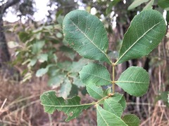 Alectryon subdentatus