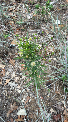 Erigeron canadensis observed 2026-10-28