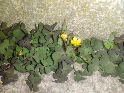Oxalis corniculata observed 2026-10-28