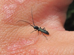 Agapanthiola leucaspis