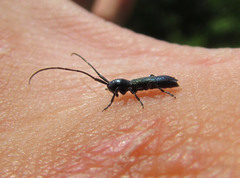 Agapanthiola leucaspis