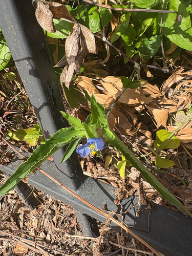 Commelina erecta observed 2026-10-28