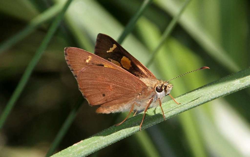 Flame Sedge-skipper
