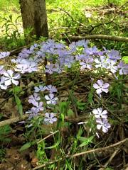 Phlox divaricata divaricata