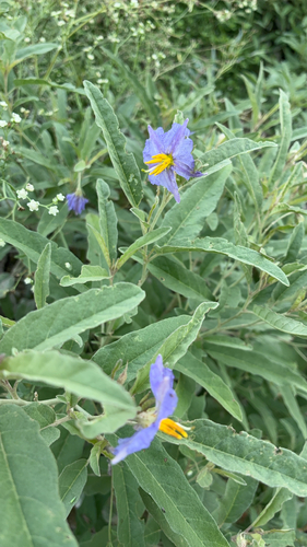 Solanum elaeagnifolium observed 2026-10-28