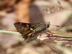 Trapezites phigalioides