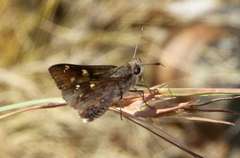 Trapezites phigalioides