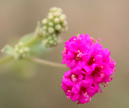 Boerhavia observed 2026-10-28