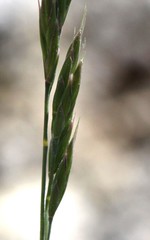 Festuca pseudovina