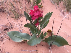 Rumex venosus