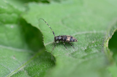 Leiopus linnei