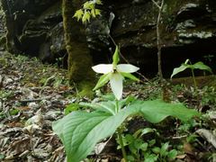 Trillium