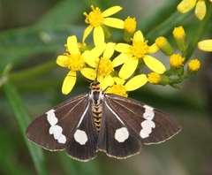Senecio linearifolius linearifolius