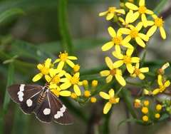 Senecio linearifolius linearifolius