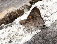 Trapezites phigalioides