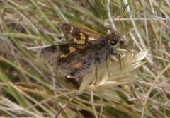 Trapezites phigalioides