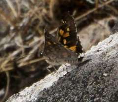 Trapezites phigalioides