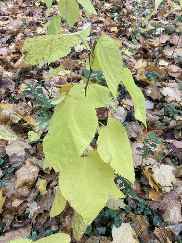 Morus alba observed 2026-10-28