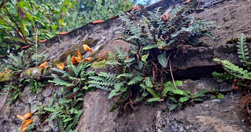 Asplenium observed 2026-10-28