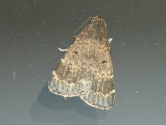 Hydrillodes dimissalis