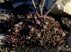 Lampranthus ceriseus