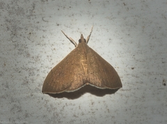 Hyalobathra