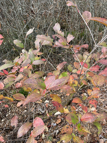 Viburnum observed 2026-10-28